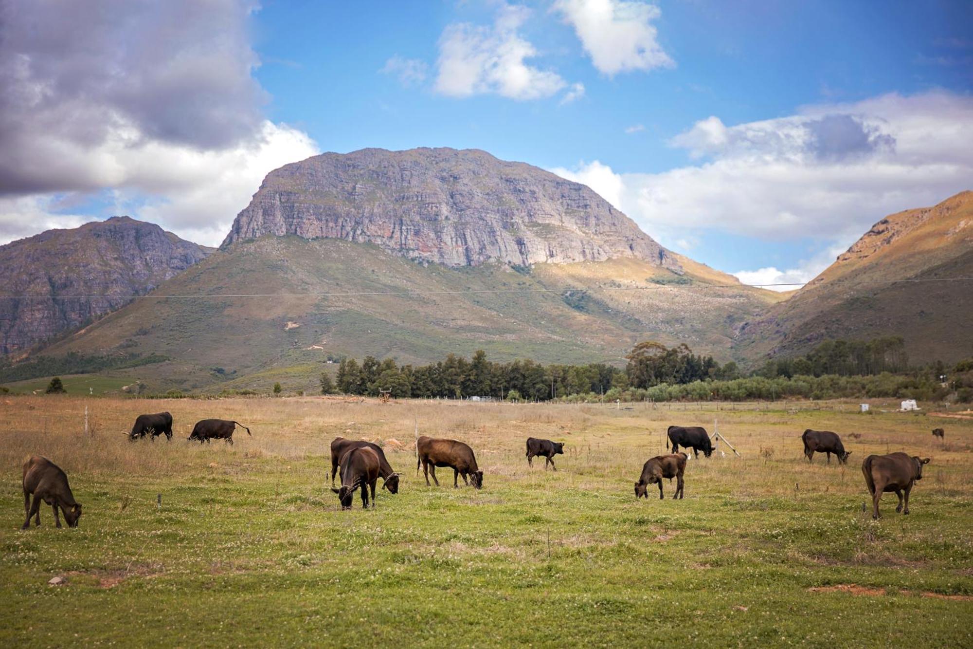 Wagyu Mountain Lodge Paarl Kültér fotó